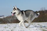 SIBERIAN HUSKY 421